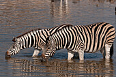 Burchell's Zebras stehen an einem Wasserloch und trinken. Etosha-Nationalpark, Namibia.