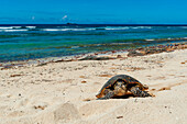 A sea turtle making its way up a beach to dig a nest and lay eggs. Grand Anse Beach, Fregate Island, Seychelles.