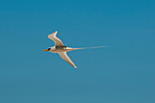 Portrait of a white-tailed, or yellow-billed tropicbird, Phaethon lepturus, in flight. Fregate Island, Seychelles.