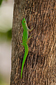 Ein grüner Gecko, Phelsuma sundbergi longinsulae, klettert auf einen Baum. Fregate-Insel, Seychellen.