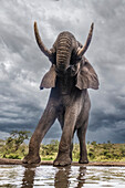 Südafrika. Elefantenbulle an einer Wasserstelle.