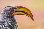 South Africa. Close-up of yellow-billed hornbill bird's head.