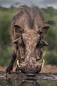 Südafrika. Nahaufnahme eines Warzenschweins beim Trinken am Wasserloch.