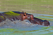Ein Flusspferd, Hippopotamus amphibius, teilweise untergetaucht in einem mit Wasserlinsen bedeckten Teich. Mala Mala Game Reserve, Südafrika.