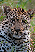 Nahaufnahme eines männlichen Leoparden, Panthera pardus. Mala Mala Wildreservat, Südafrika.