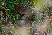 Nahaufnahme der Schnauze eines Löwen, Panthera leo. Der Löwe versteckt sich im hohen Gras. Mala Mala Wildreservat, Südafrika.