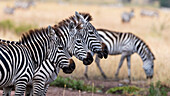 Drei Steppenzebras, Equus quagga, in einer Reihe. Seronera, Serengeti-Nationalpark, Tansania
