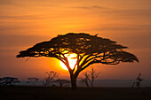 Acacia tree at sunrise.