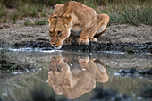 Reflection of a lioness, Panthera leo, drinking at a watering hole. Ndutu, Ngorongoro Conservation Area, Tanzania.