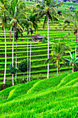 Jatiluwih rice terrace, a popular tourist experience near the center of Bali close to Ubud.