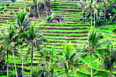 Jatiluwih rice terrace, a popular tourist experience near the center of Bali close to Ubud.