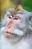Macaque Monkey in Monkey Forest, Ubud, Bali, Indonesia