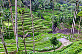 The center of the island of Bali is Ubud with the magical rice terraces. You can walk among the rice fields. It is also the location of the jungle swing.