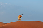 Ein wildes Kamel, das auf einer großen Sanddüne in einer weiten Wüste steht. Wahiba Sands, Oman.