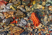 Canada, Alberta, Waterton Lakes National Park. Red Rock Creek in Red Rock Canyon.