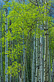 Canada, Alberta, Jasper National Park. Spring foliage in forest.