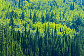 Kanada, Alberta, Jasper-Nationalpark. Frühlingslaub in einem Wald am Berghang.