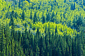 Canada, Alberta, Jasper National Park. Spring foliage in mountainside forest.