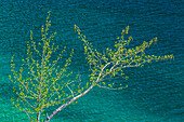 Canada, Alberta, Jasper National Park. Lake and spring foliage on balsam poplar tree.