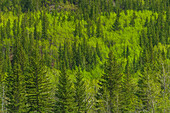 Canada, Alberta, Jasper National Park. Spring foliage in mountainside forest.