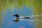 Canada, Alberta, Banff National Park. Common loon swimming in Vermilion Lakes.