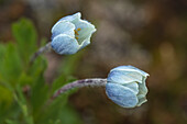 Canada, Alberta, Banff National Park. Drummonds flowers in Sunshine Meadows.