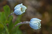 Kanada, Alberta, Banff-Nationalpark. Drummonds-Blüten in Sunshine Meadows.