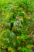 Canada, British Columbia, Inside Passage. Moss-covered fallen totem on Village Island.