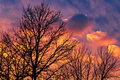 Canada, Manitoba, Winnipeg. Clouds and silhouetted trees at sunset.