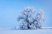 Canada, Manitoba, Oakbank. Hoarfrost-covered maple trees.