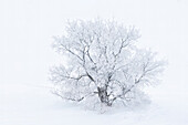 Canada, Manitoba, Oakbank. Hoarfrost-covered maple trees.