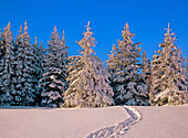Canada, Manitoba, Riding Mountain National Park. Moose tracks in snow leading into forest.
