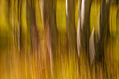 Canada, Manitoba, Winnipeg. Abstract of trees in Seine River Forest.