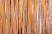 Canada, Manitoba, Winnipeg. Abstract of trees in Seine River Forest.