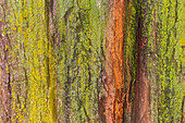 Canada, Manitoba, Winnipeg. Lichens on maple tree.