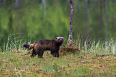 Portrait of a wolverine, Gulo gulo. Kuhmo, Oulu, Finland.