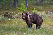 Portrait of a juvenile European brown bear, Ursus arctos. Kuhmo, Oulu, Finland.