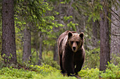 A European brown bear, Ursus arctos, walking in the forest. Kuhmo, Oulu, Finland.