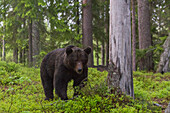 Europäischer Braunbär, Ursus arctos, beim Spaziergang im Wald. Kuhmo, Oulu, Finnland.