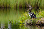 Eine Schellente, Bucephala clangula, Kuhmo, Finnland.