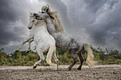 Europe, France. White and gray stallions of the Camargue region fighting.