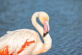 Saintes-Maries-de-la-Mer, Bouches-du-Rhone, Provence-Alpes-Cote d'Azur, Frankreich. Flamingo im ornithologischen Park von Pont de Gau.