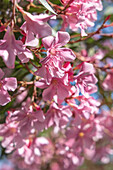 Saintes-Maries-de-la-Mer, Bouches-du-Rhone, Provence-Alpes-Cote d'Azur, France. Pink flowering tree in the south of France.