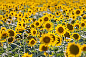Camargue Nord, Arles, Bouches-du-Rhone, Provence-Alpes-Cote d'Azur, France. Field of sunflowers in Provence.