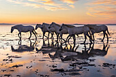 Saintes-Maries-de-la-Mer, Bouches-du-Rhone, Provence-Alpes-Cote d'Azur, Frankreich. Herde von Camargue-Pferden in den Sümpfen bei Sonnenaufgang.
