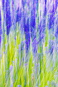 Aurel, Vaucluse, Alpes-Cote d'Azur, France. Motion blur view of a lavender field.