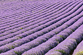Aurel, Vaucluse, Alpes-Cote d'Azur, France. Rows of lavender growing in southern France.
