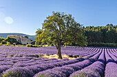 Aurel, Vaucluse, Alpes-Cote d'Azur, France. Tree growing in a lavender field.