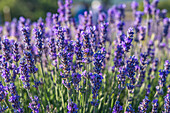 Ferrassieres, Drome, Auvergne-Rhone-Alpes, France. Close up of lavender growing in the south of France.