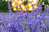 Saint-Christol, Vaucluse, Provence-Alpes-Cote d'Azur, France. Close up of lavender growing in the south of France.